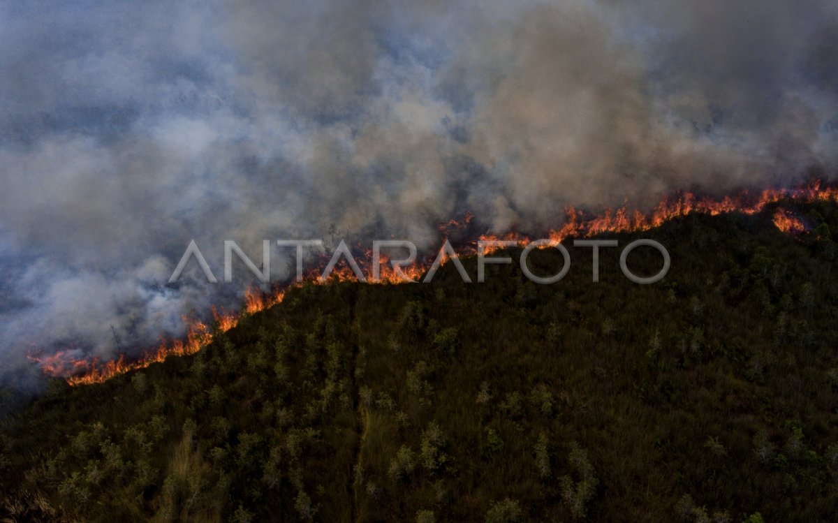 Kebakaran Lahan Gambut Di Pedamaran Antara Foto 9527