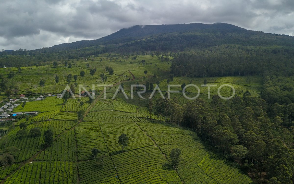 Perkebunan Teh Terluas Di Indonesia Antara Foto