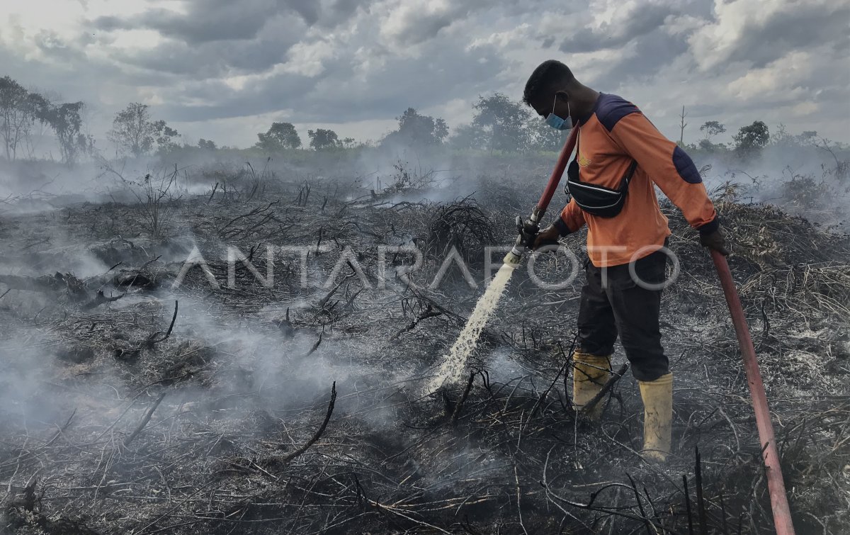 Upaya Pemadaman Karhutla Gambut Di Pangkalan Bun Antara Foto