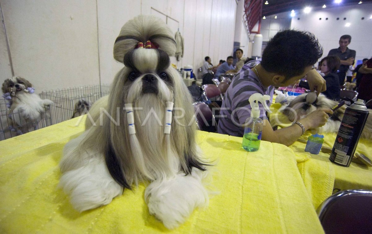 CHAMPIONSHIP DOG SHOW ANTARA Foto