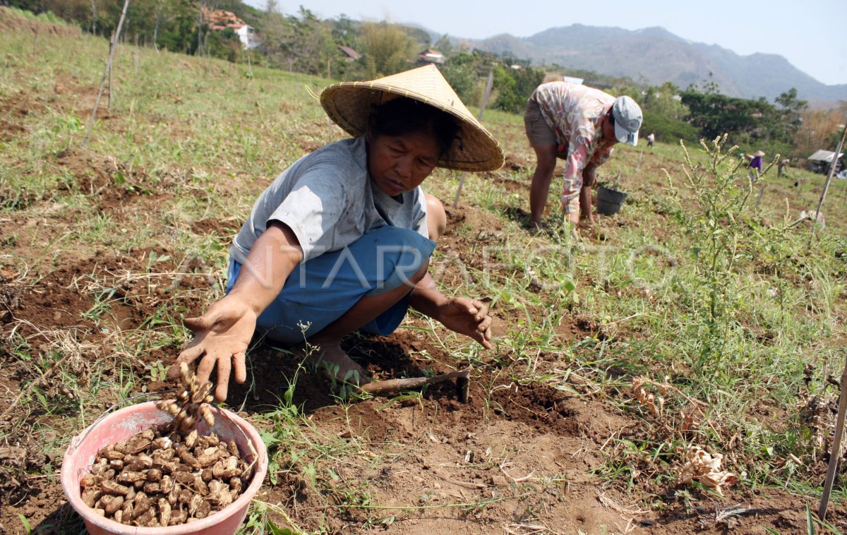 MENCARI SISA PANEN KACANG TANAH | ANTARA Foto