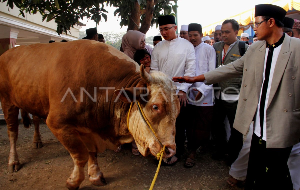 Sapi Kurban Presiden Jokowi Antara Foto 2452