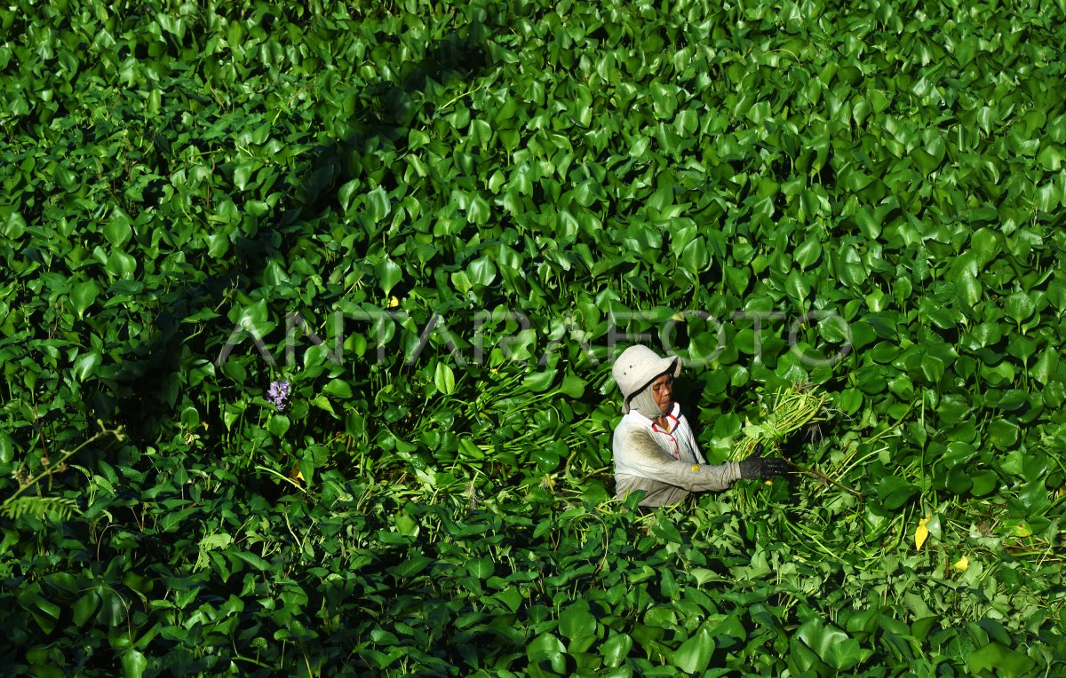 Kangkung Rawa Antara Foto