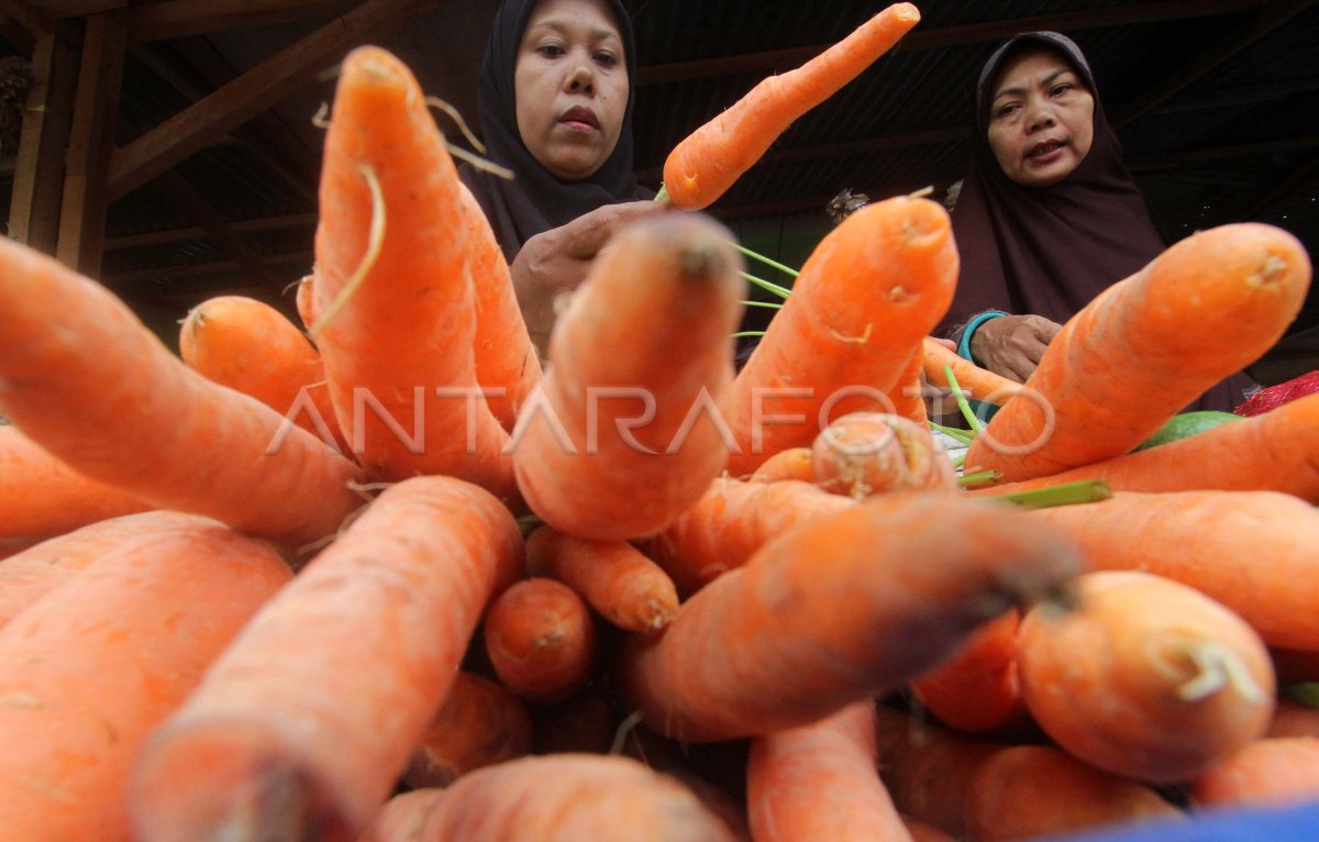 Wortel Berastagi Medan Antara Foto