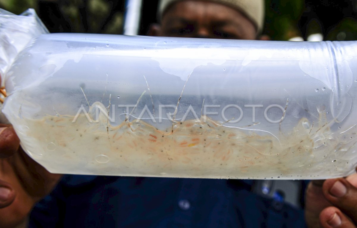 KASUS PENYELUNDUPAN BENIH LOBSTER | ANTARA Foto