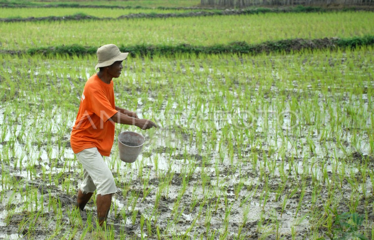 Pupuk Urea Langka Antara Foto