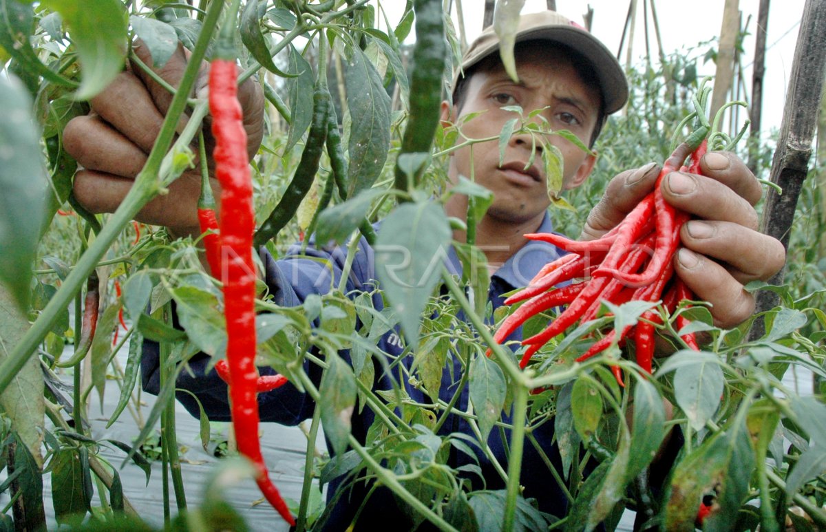 PENURUNAN HARGA CABAI MERAH | ANTARA Foto