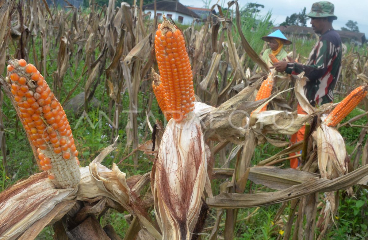 Hasil Panen Jagung di Kabupaten Lebak
