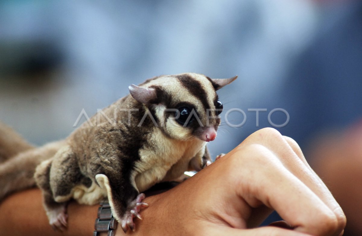 PELIHARAAN SUGAR GLIDER ANTARA Foto
