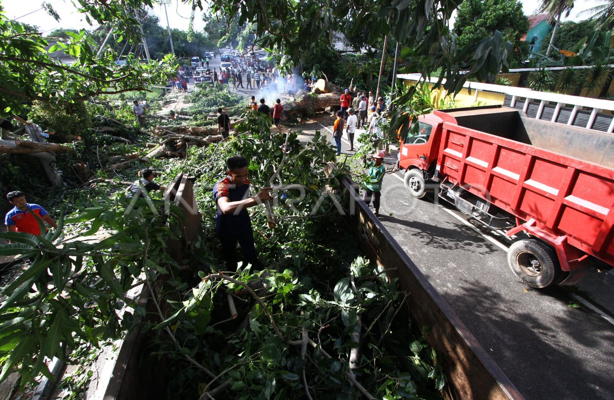 Pohon Tumbang Timpa Pengendara Motor Antara Foto 4155