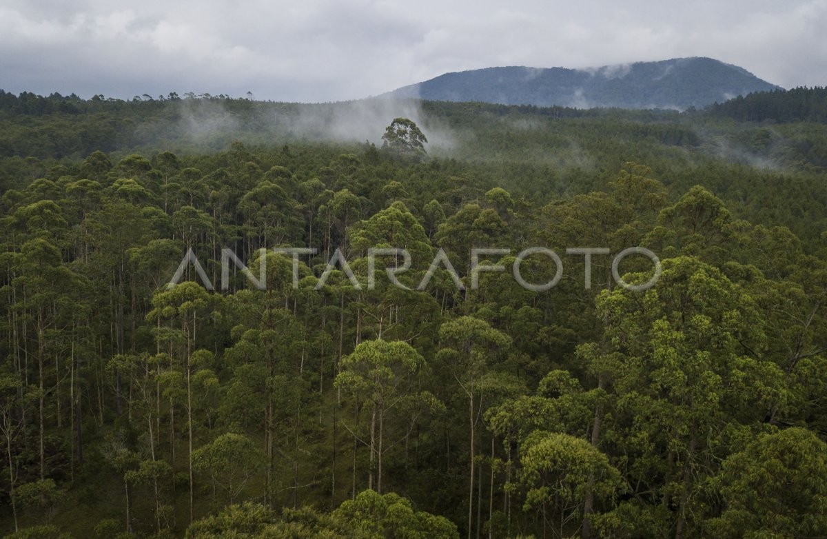 hutan lindung untuk wisata jawa barat