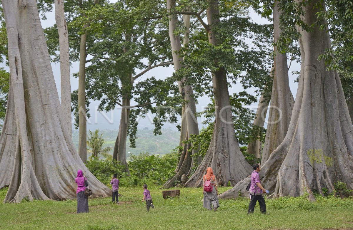 WISATA POHON LANGKA | ANTARA Foto