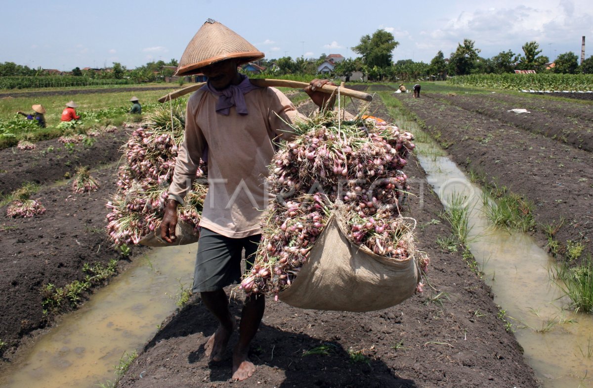Panen Bawang Merah Gunungkidul Capai 1.430 Ton
