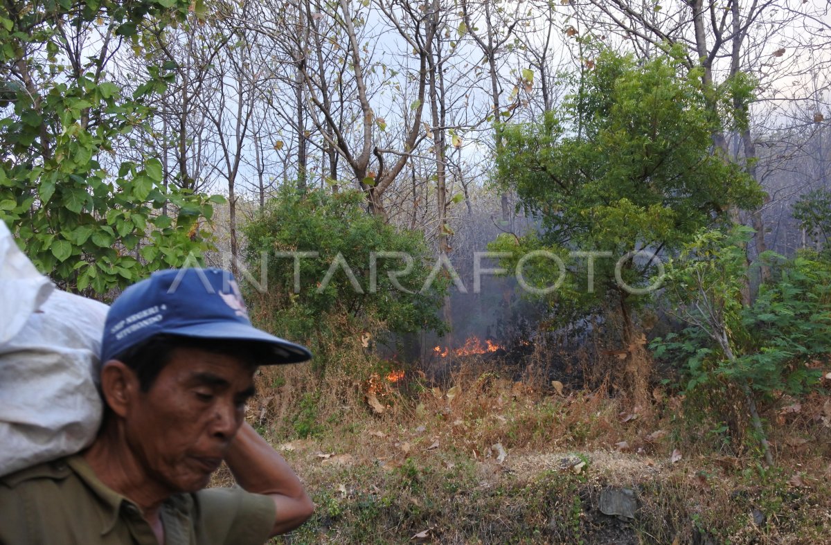 Kebakaran Hutan Jati Antara Foto