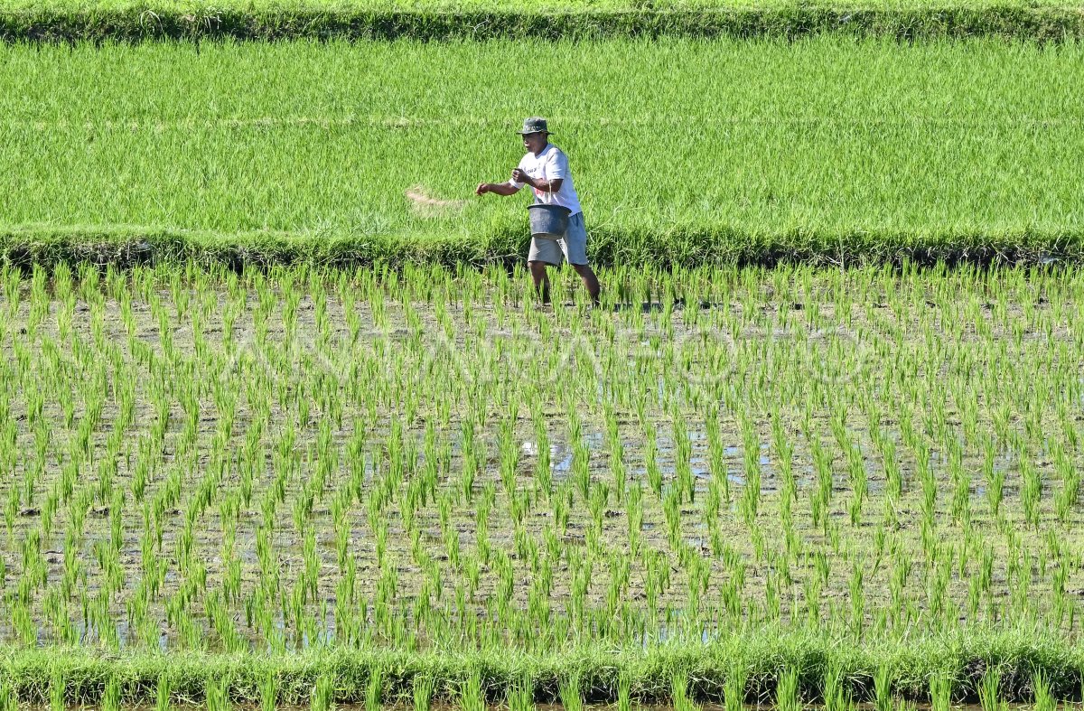 Produksi padi NTB pada Januari - Mei 2024 | ANTARA Foto