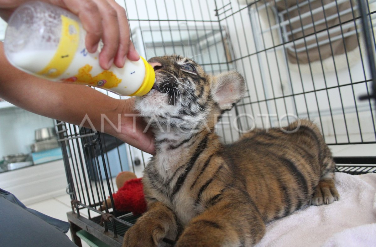 Bayi Harimau Sumatra Antara Foto