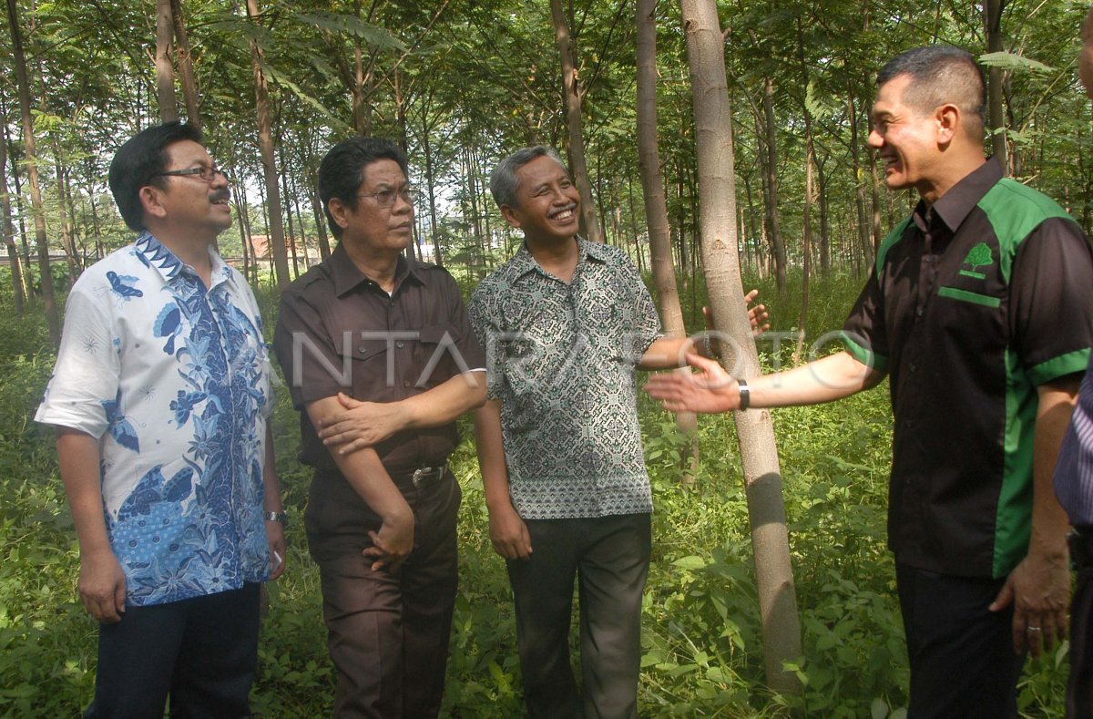 BIBIT POHON GRATIS ANTARA Foto BIBIT POHON GRATIS ANTARA Foto