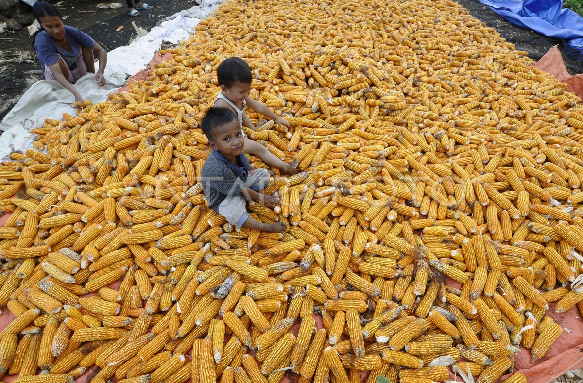 Kebutuhan Jagung Pakan Ternak Antara Foto