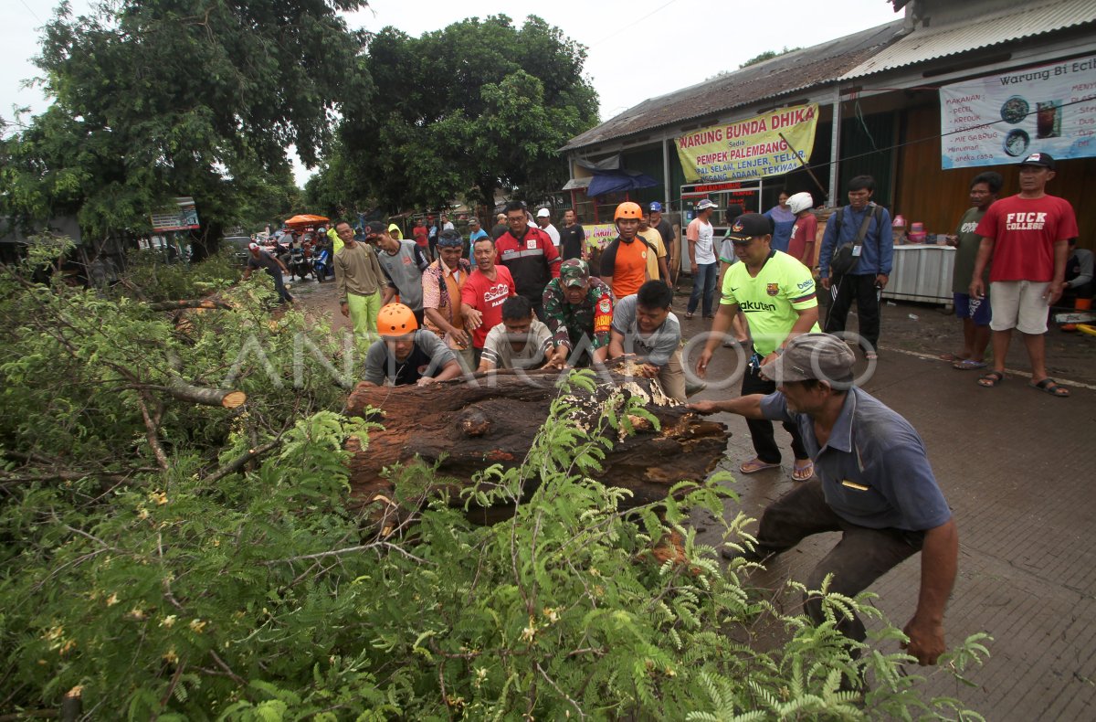 Pohon Tumbang Akibat Angin Kencang Antara Foto