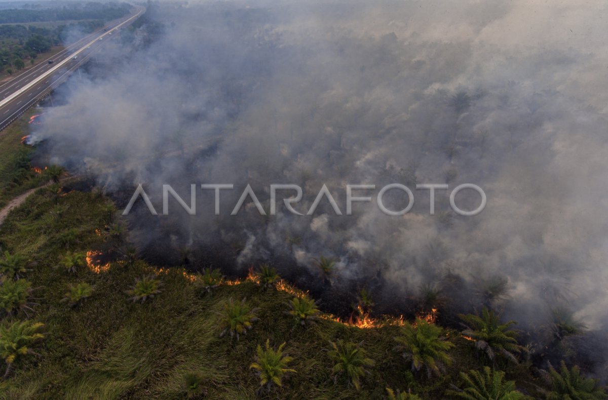 Kebakaran lahan di Palem Raya
