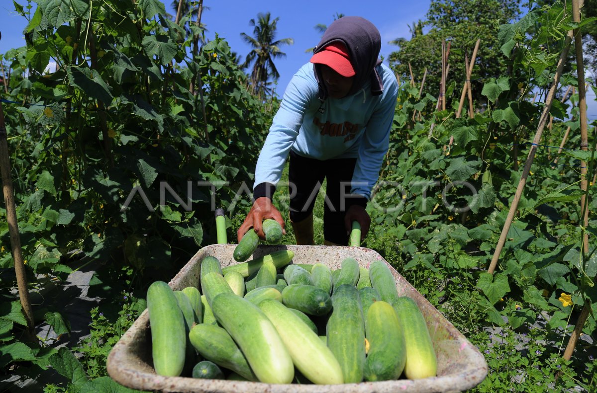 Pasokan Buah Timun Terdampak Cuaca Di Pulau Bacan Antara Foto