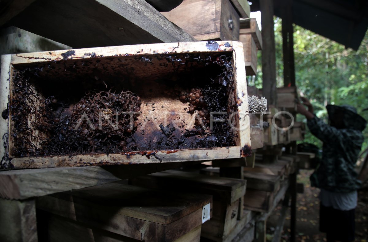 Produksi Madu Trigona Turun Saat Musim Kemarau Antara Foto