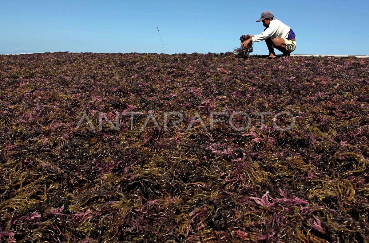 KOMODITAS RUMPUT LAUT SULSEL | ANTARA Foto