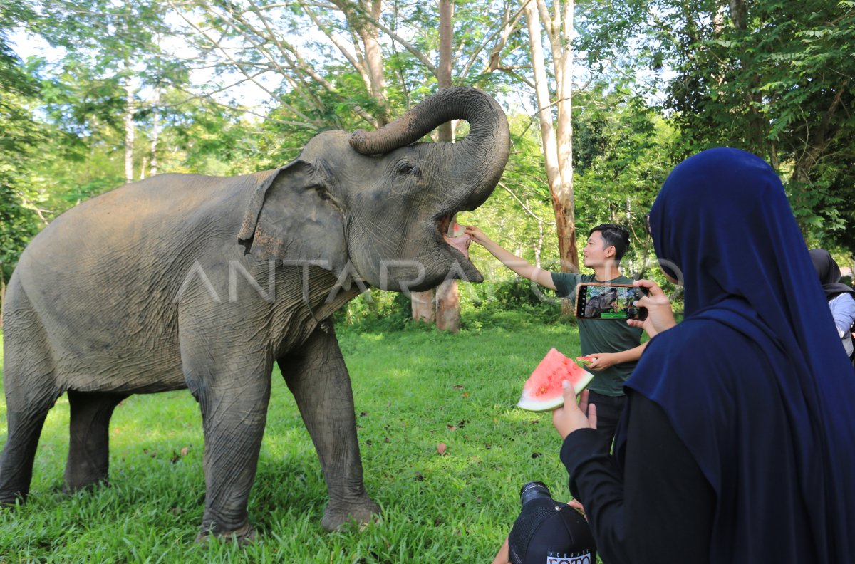 Gajah jinak CRU Sampoiniet Aceh Jaya