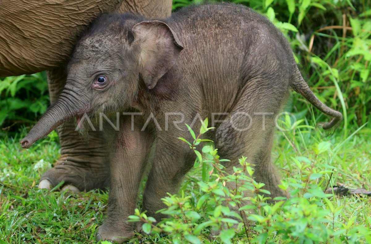 Kelahiran bayi gajah sumatera di Aceh Barat