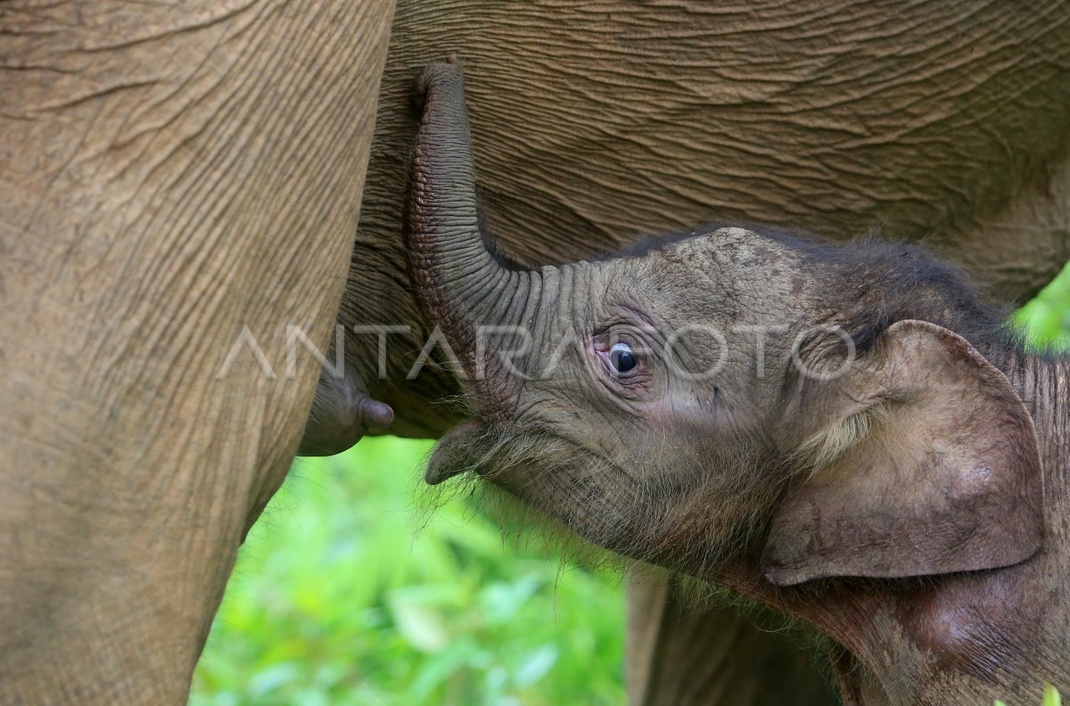 Kelahiran bayi gajah sumatera di Aceh Barat
