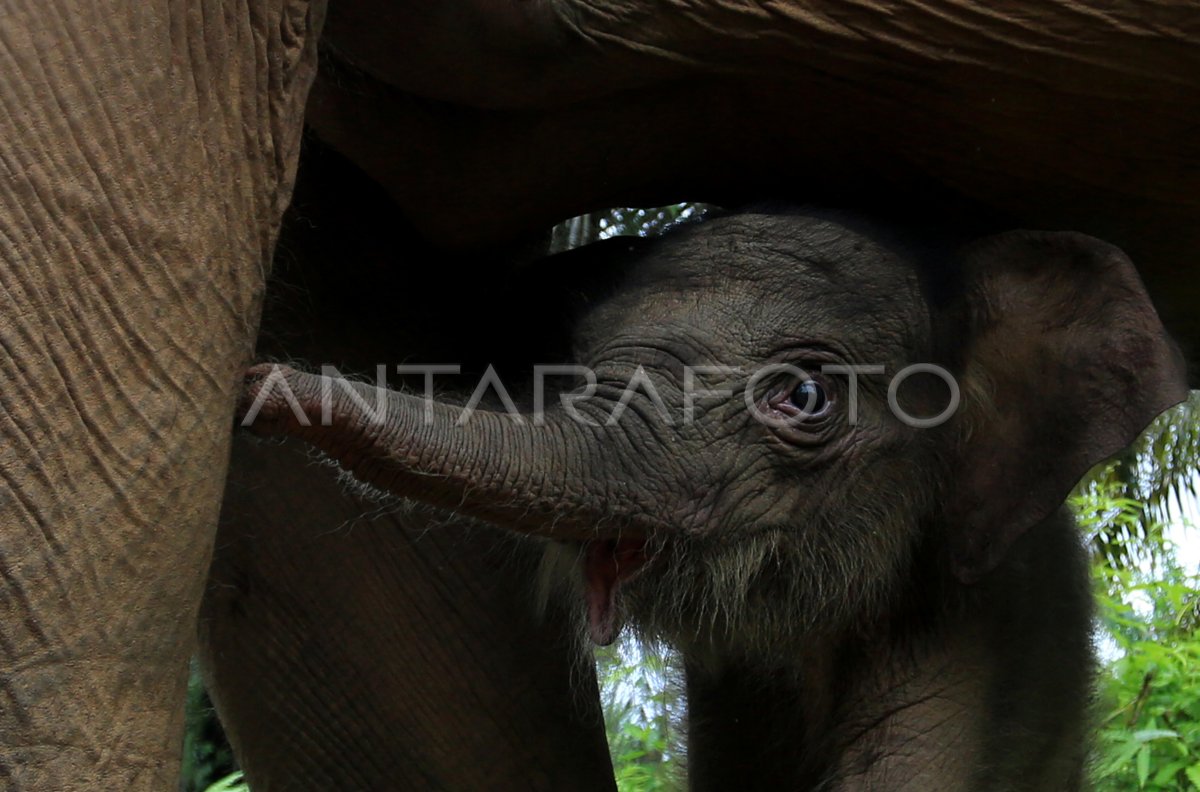 Kelahiran bayi gajah sumatera di Aceh Barat