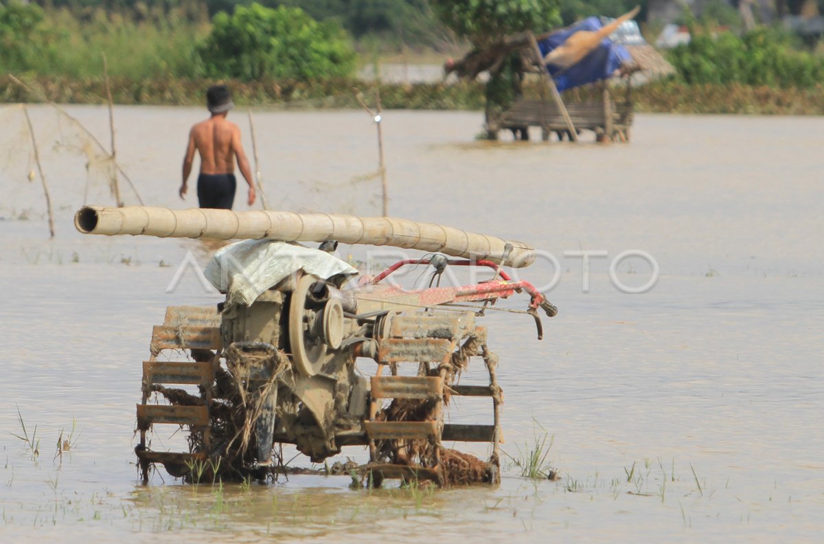 Lahan Pertanian Terendam Banjir Di Aceh Barat | ANTARA Foto