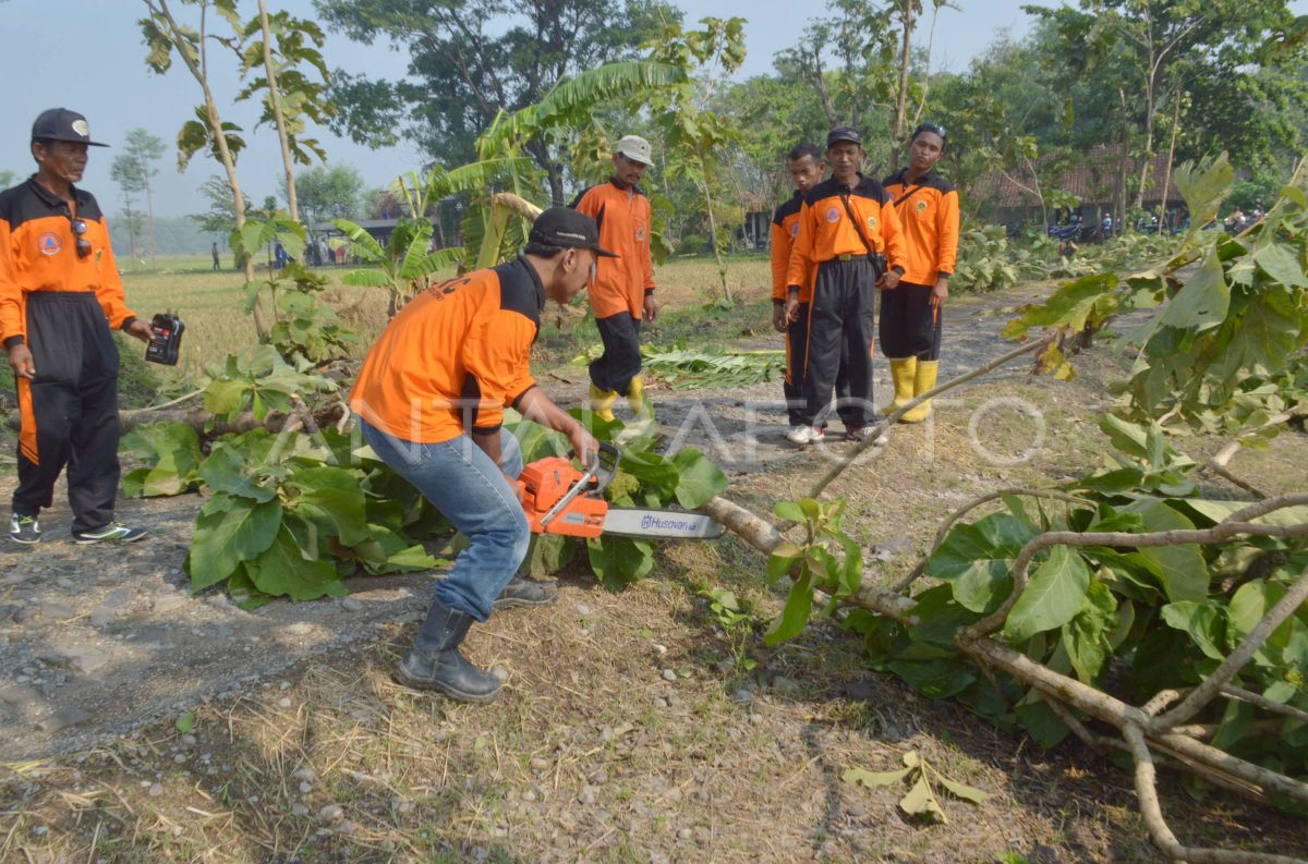 Pohon Tumbang Antara Foto