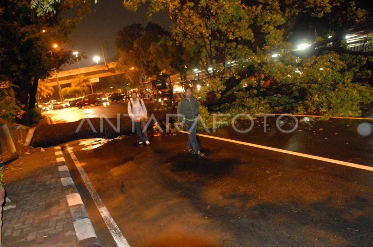 POHON TUMBANG | ANTARA Foto