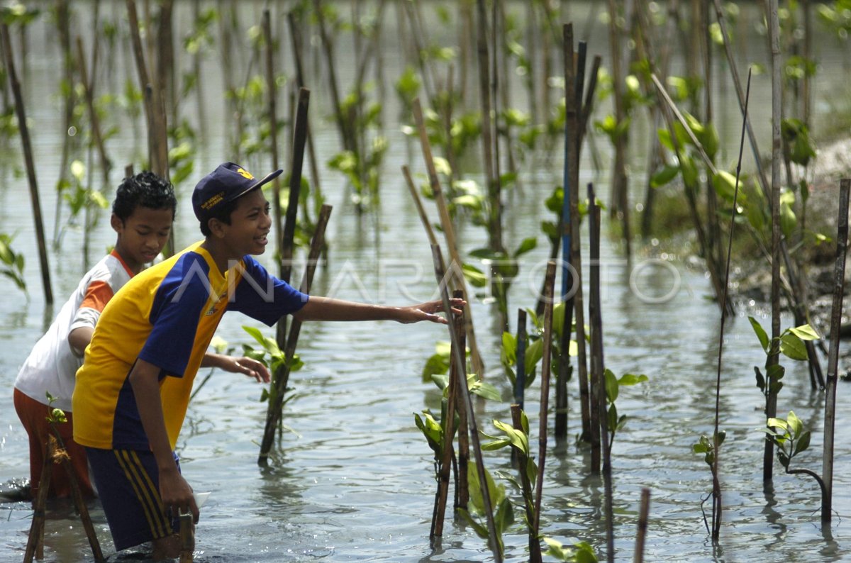 TANAM MANGROVE | ANTARA Foto