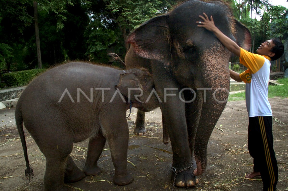 GAJAH SUMATERA | ANTARA Foto