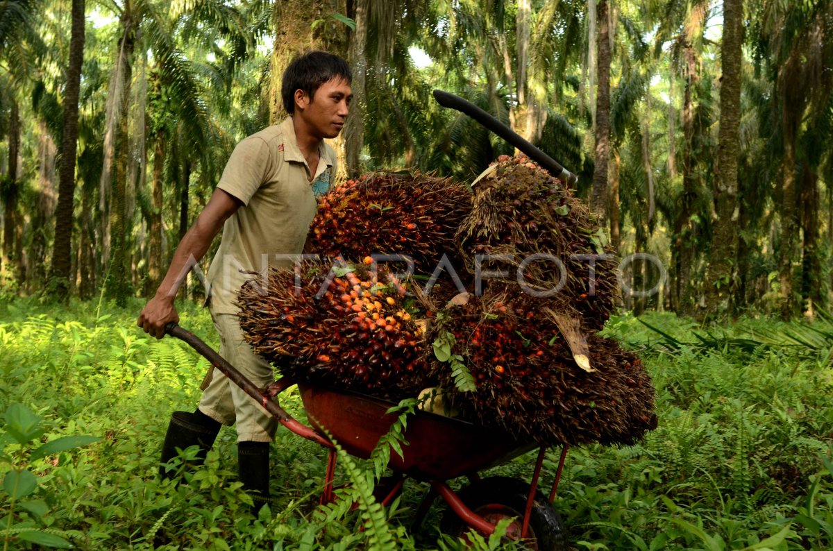 PRODUKSI KELAPA SAWIT SULSEL | ANTARA Foto