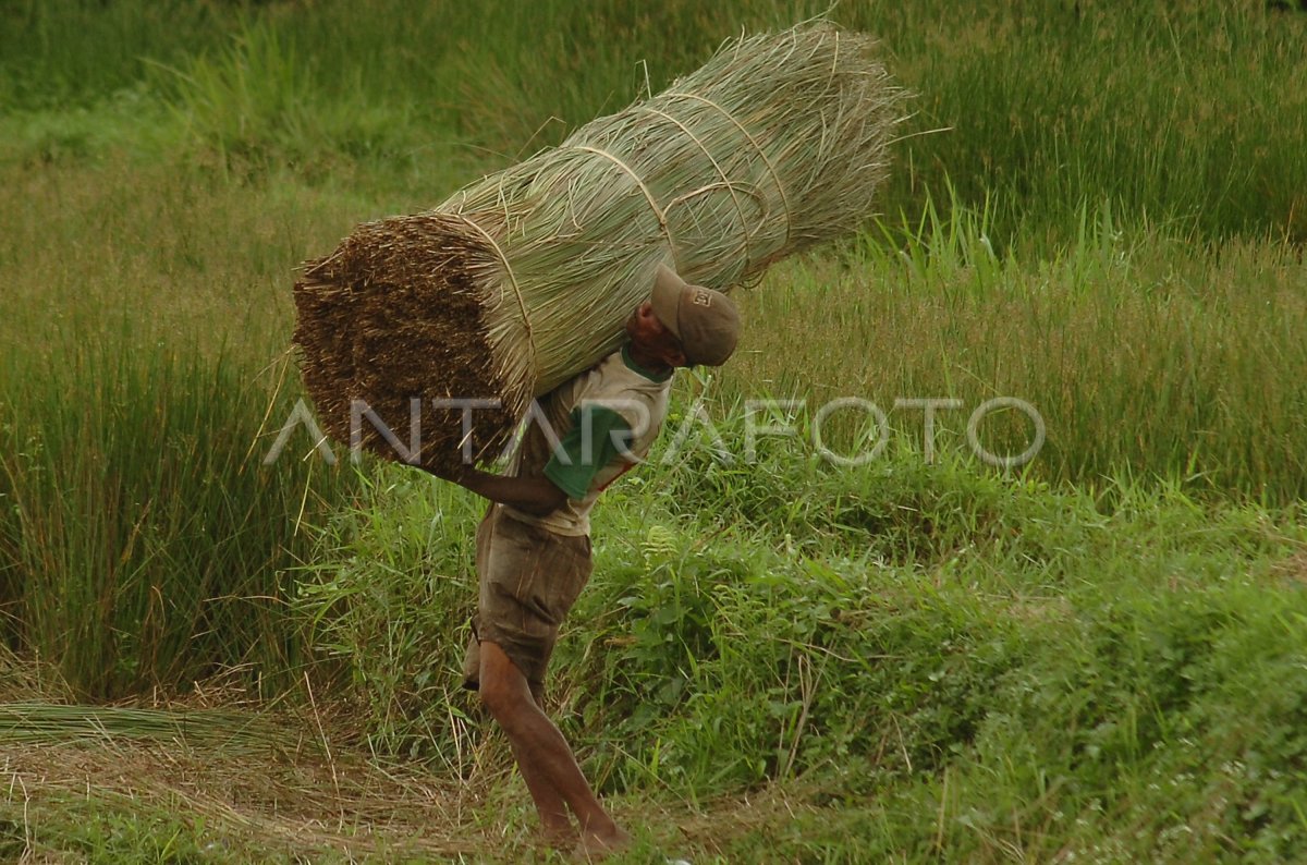 HARGA MENDONG NAIK ANTARA Foto