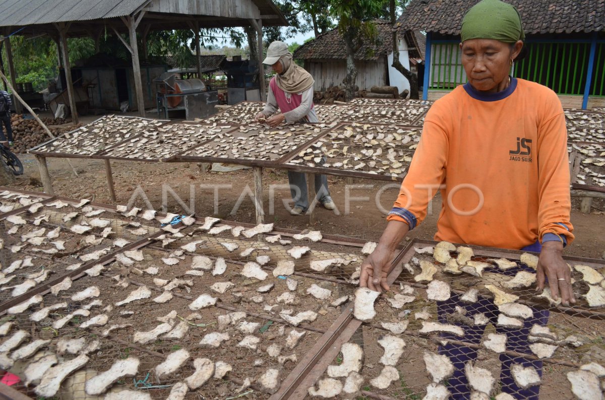 BUDIDAYA PORANG | ANTARA Foto