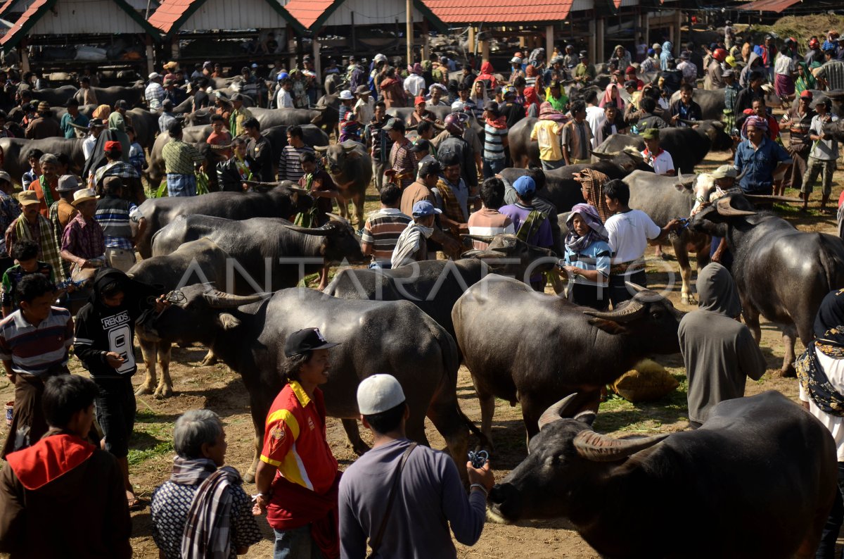 PASAR KERBAU TORAJA | ANTARA Foto