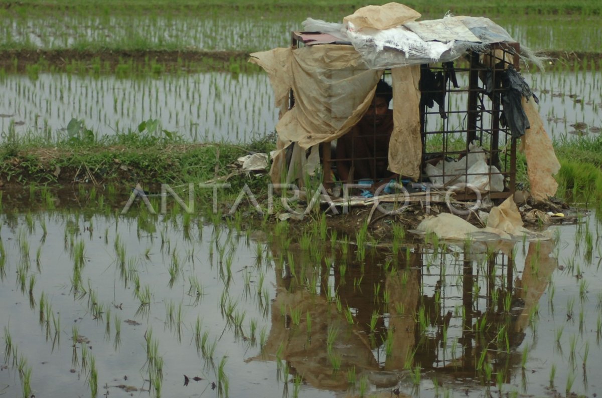 PENGIDAP GANGGUAN JIWA DIKERANGKENG DISAWAH | ANTARA Foto