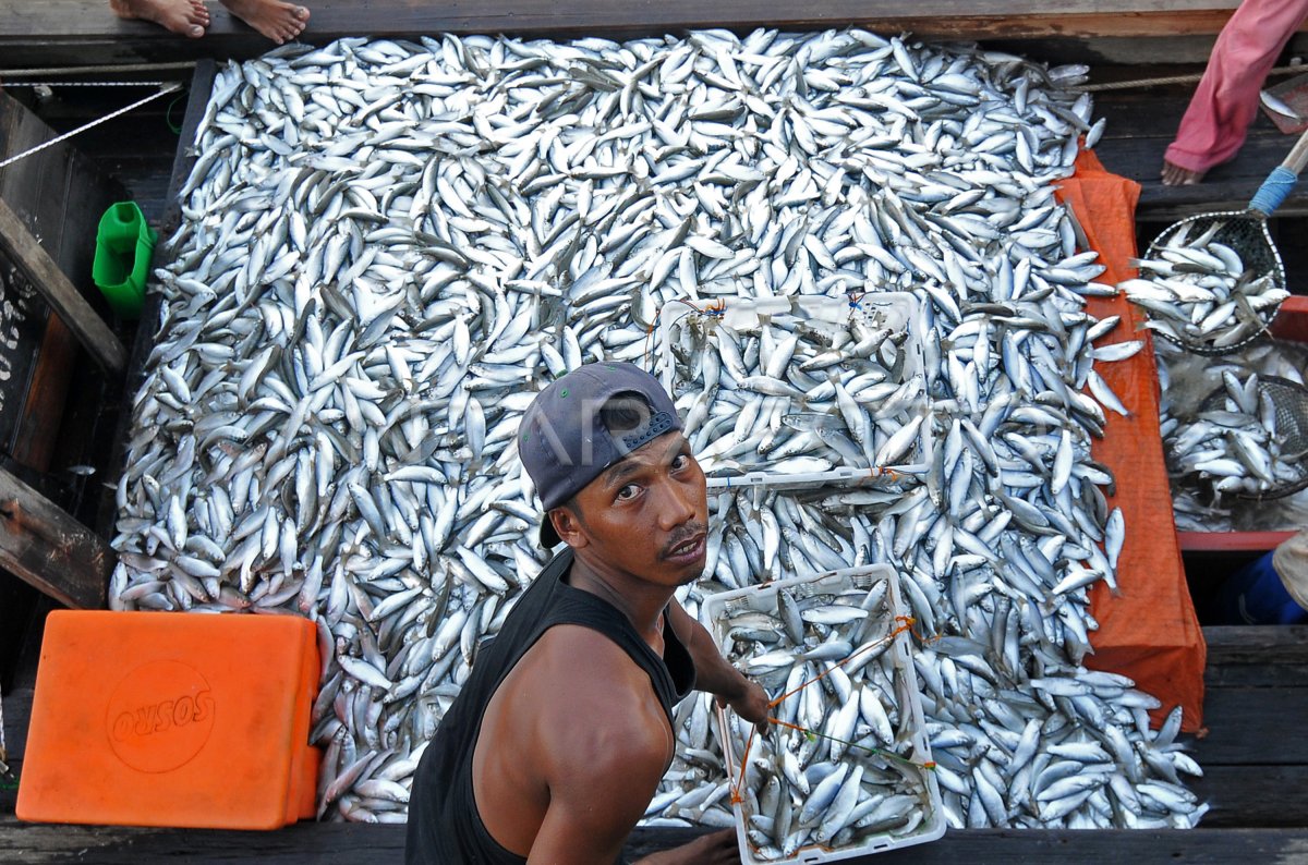 Menemukan Ikan Belanak di Pantai Berlumpur: Petualangan Seru di Alam