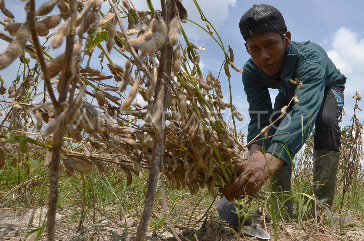 PENINGKATAN PRODUKSI KEDELAI NASIONAL | ANTARA Foto