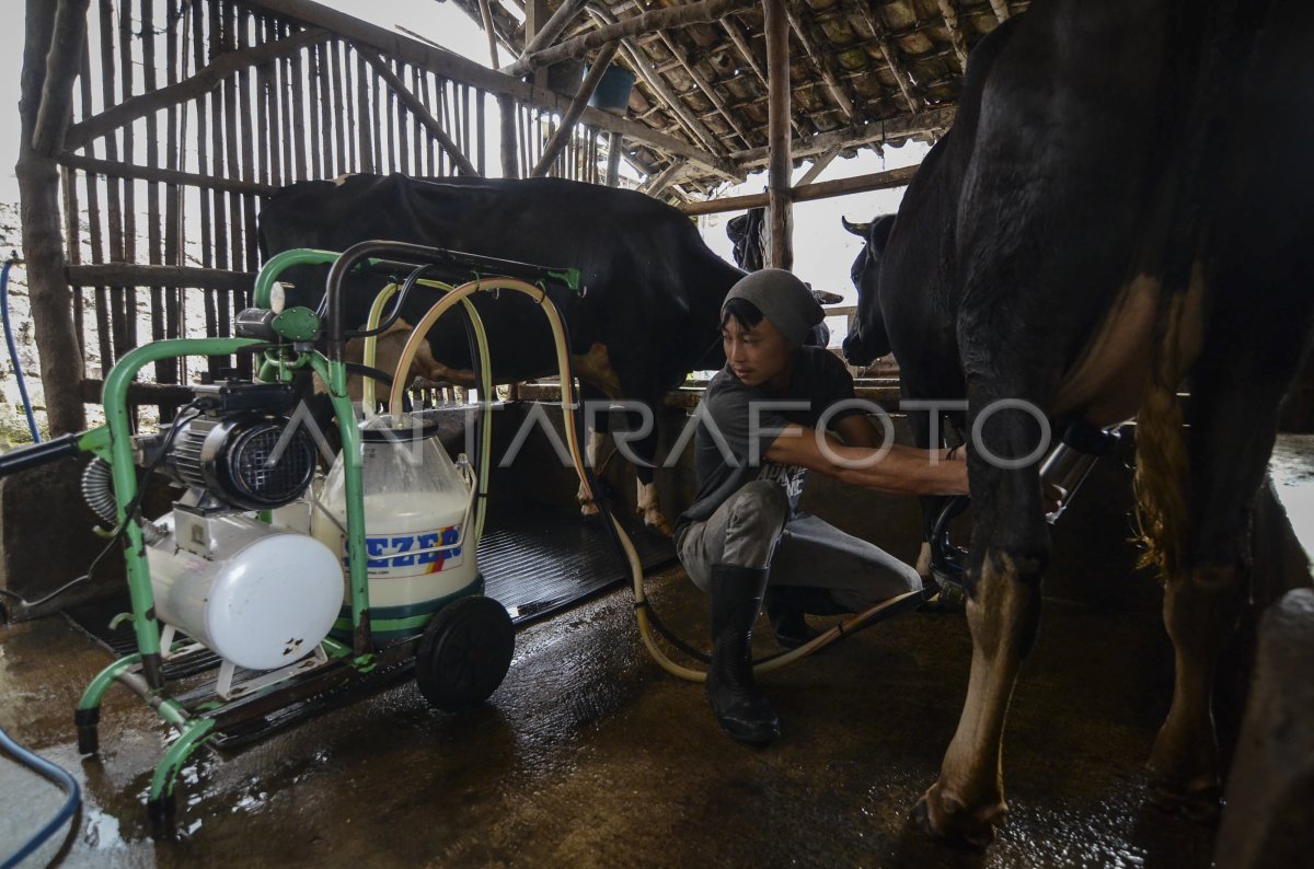 PRODUKSI SUSU SAPI PERAH MENURUN | ANTARA Foto