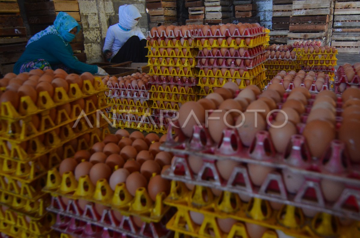 Produksi Telur Nasional Antara Foto