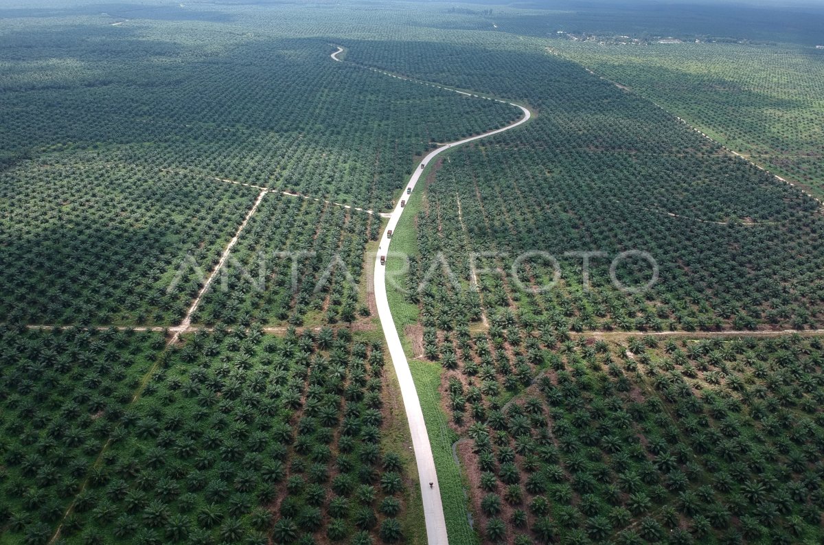 PENERAPAN PRAKTIK SAWIT BERKELANJUTAN | ANTARA Foto