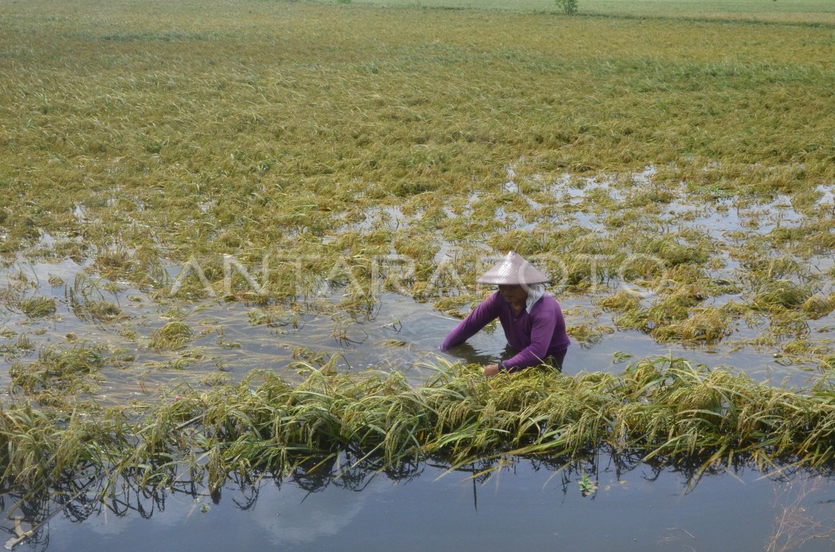 TANAMAN PADI GAGAL PANEN | ANTARA Foto