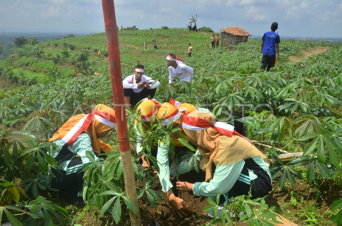 Penanaman Pohon Di Lahan Kritis Antara Foto