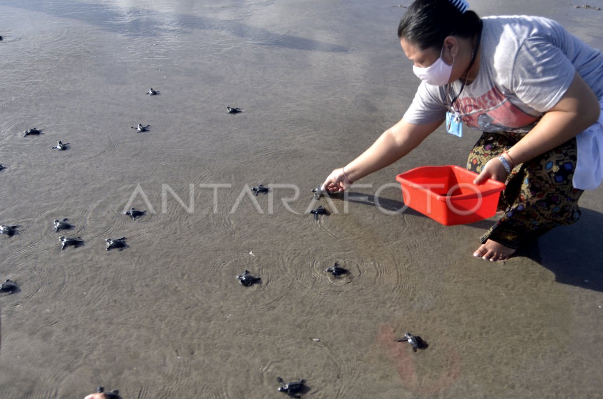 Pelepasan Tukik Di Pantai Kuta Antara Foto