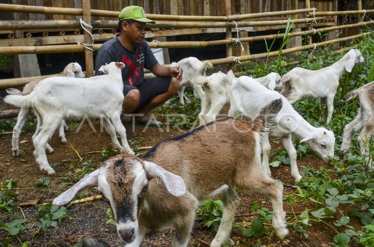 PRODUKSI SUSU KAMBING | ANTARA Foto